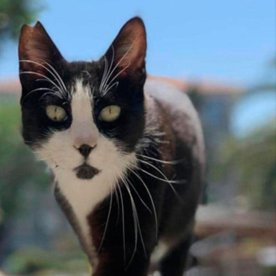 İstanbul Tıp Fakültesinin fenomen kedisi: Şanslı