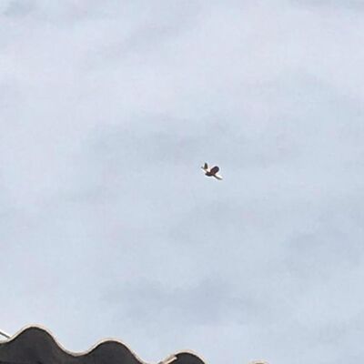 Teröristler böyle saldıracaklardı!