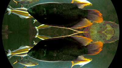 Theo Eshetu'nun "Yüzler ve Yerler" sergisi açıldı