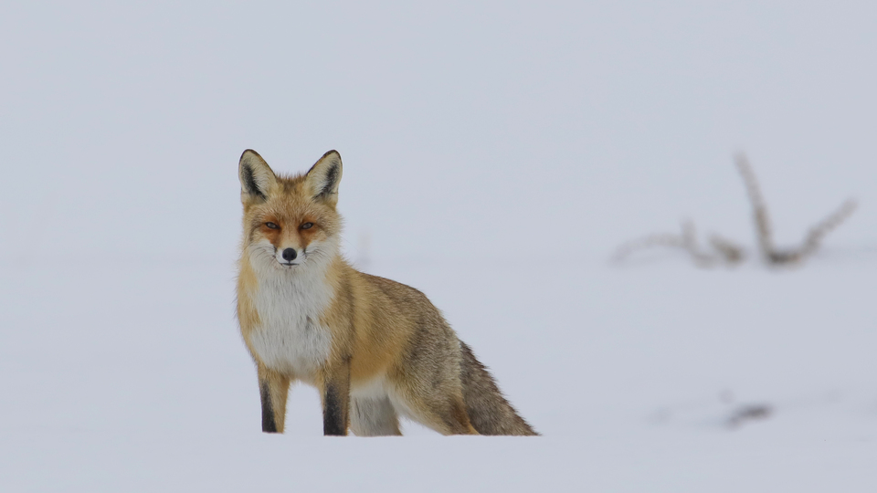 Yiyecek arayan tilki anbean görüntülendi