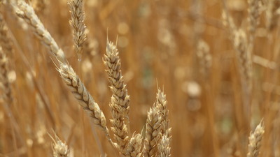 Kuraklık sigortası uzatıldı