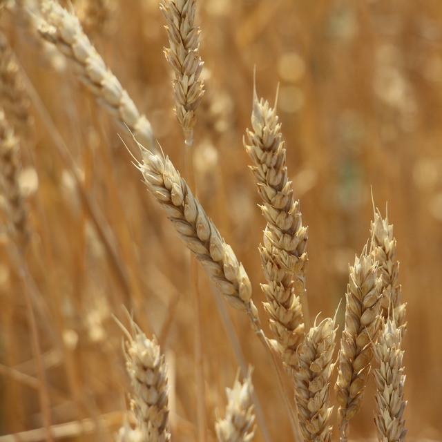 Kuraklık sigortası uzatıldı