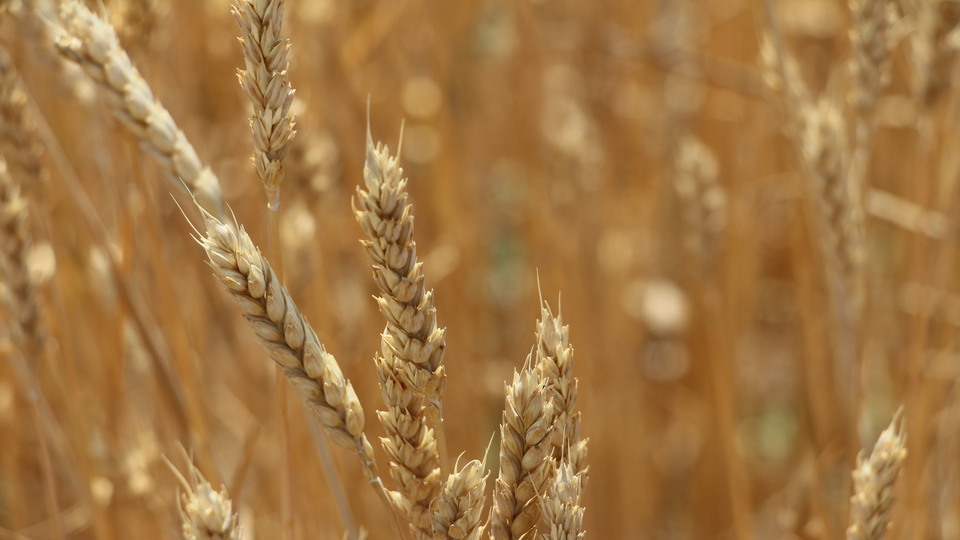 Kuraklık sigortası uzatıldı