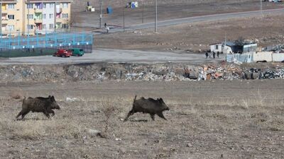 Aç kalan domuzlar iki kentte merkeze indi!