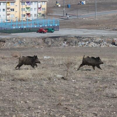 Aç kalan domuzlar iki kentte merkeze indi!