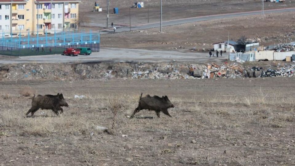 Aç kalan domuzlar iki kentte merkeze indi!