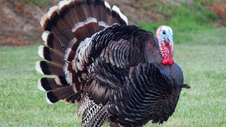 Hadi ipucu sorusu 1 Şubat