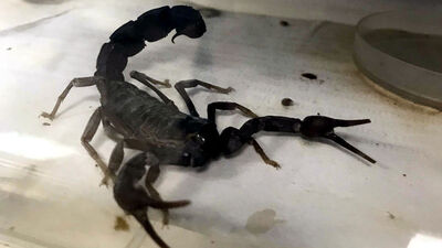 Litresi 10 milyon dolar... Eskişehir'den dünyaya satılacak!