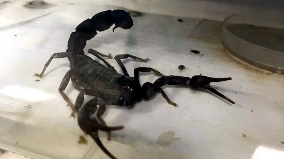 Litresi 10 milyon dolar... Eskişehir'den dünyaya satılacak!