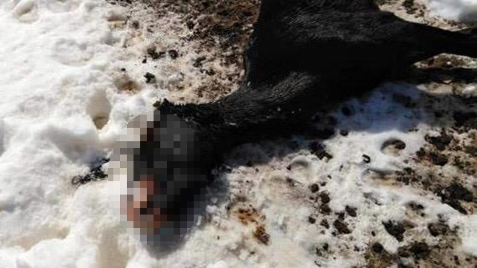 Isparta'da 7 yılkı atı yaylada açlıktan öldü