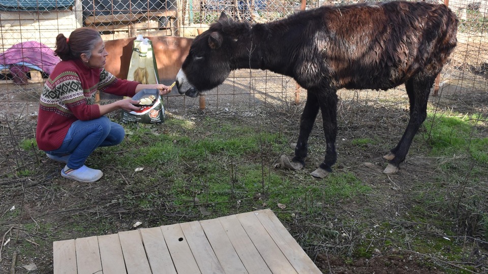 Kuyruğu satırla kesilen eşeğe tecavüz iddiası