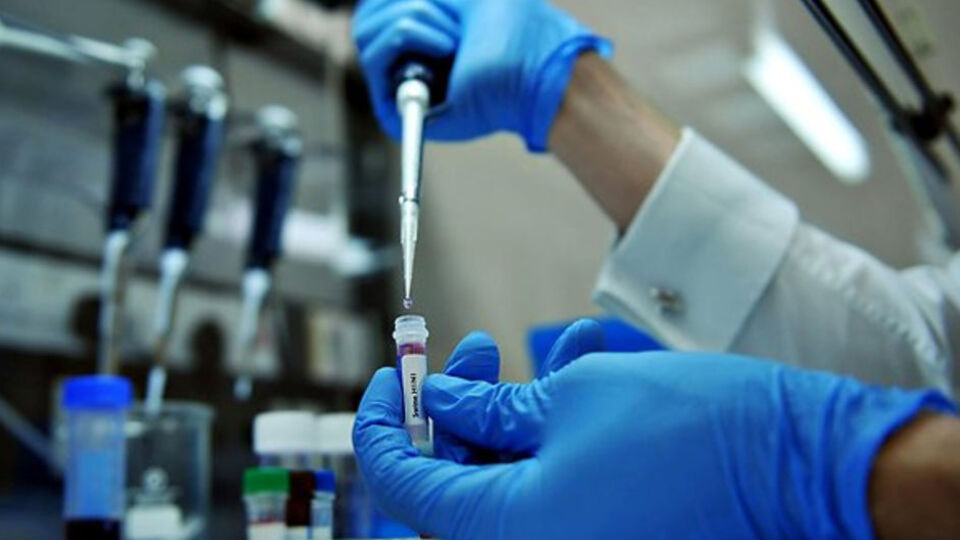 Fas'ta domuz gribinden ölenlerin sayısı artıyor