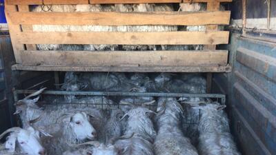 Keçi hırsızlarının sis taktiği