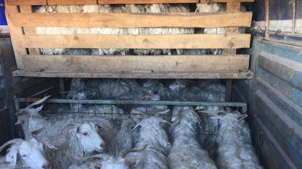 Keçi hırsızlarının sis taktiği