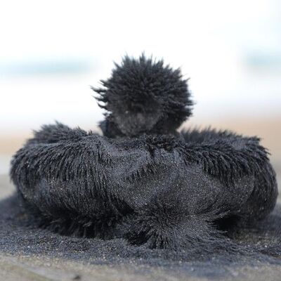 Ünye sahillerinden çıkıyor! İşte mucizevi faydaları...