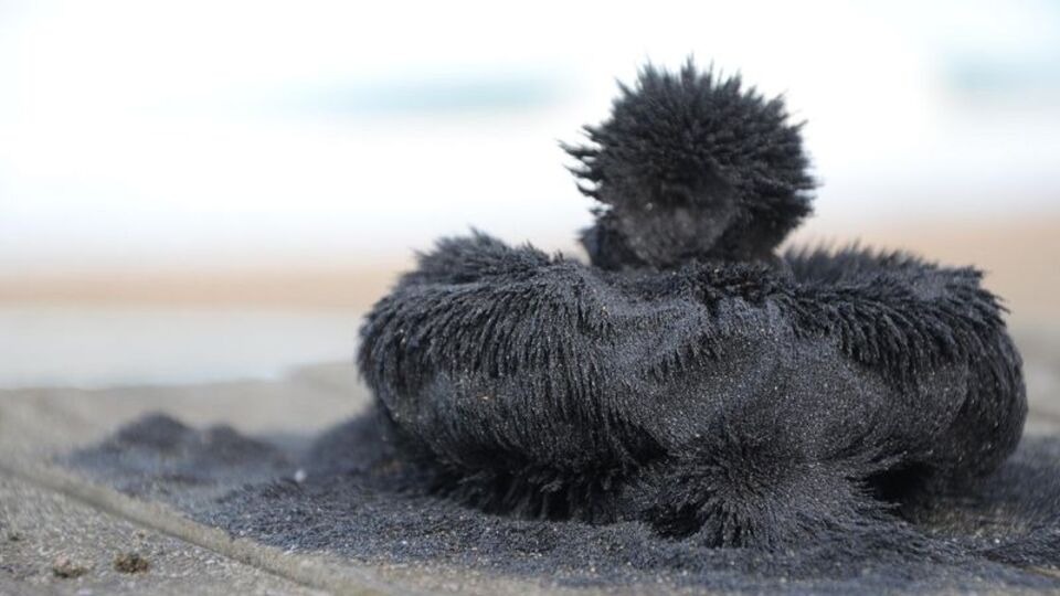 Ünye sahillerinden çıkıyor! İşte mucizevi faydaları...