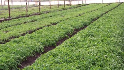 Taşıma suyla değirmen böyle dönüyor