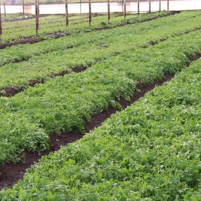 Taşıma suyla değirmen böyle dönüyor