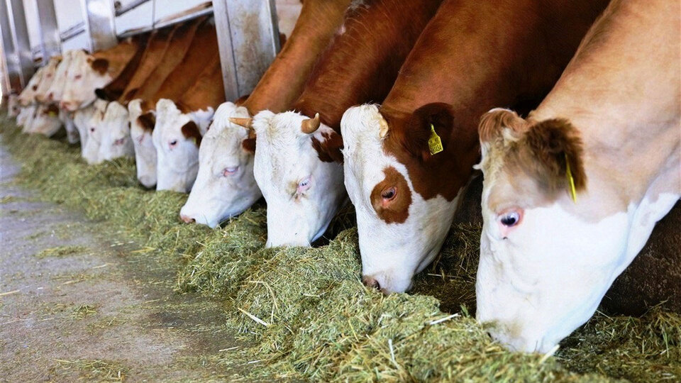 Büyükbaş ve küçükbaş hayvan sayısı 2018'de arttı