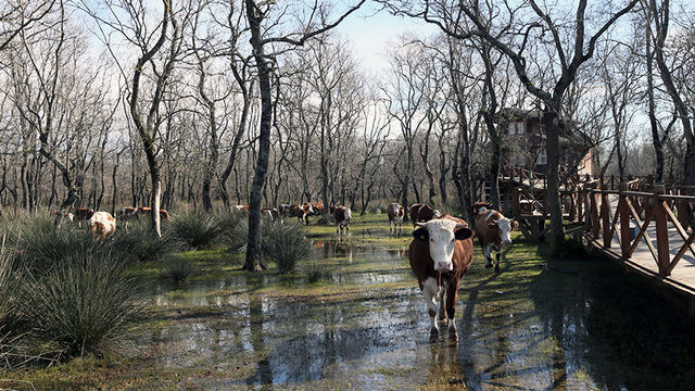 Maceracı ve fotoğrafçıların yeni adresi: Galeriç Ormanı
