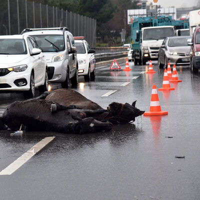 Antalya'da yürek burkan görüntü!