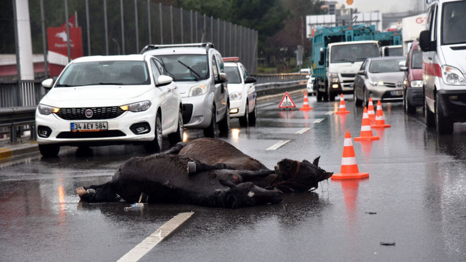 Antalya'da yürek burkan görüntü!