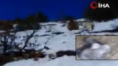 Yeni yavrulayan boz ayının inine taş attılar! Canlarından oluyorlardı!