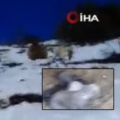 Yeni yavrulayan boz ayının inine taş attılar! Canlarından oluyorlardı!