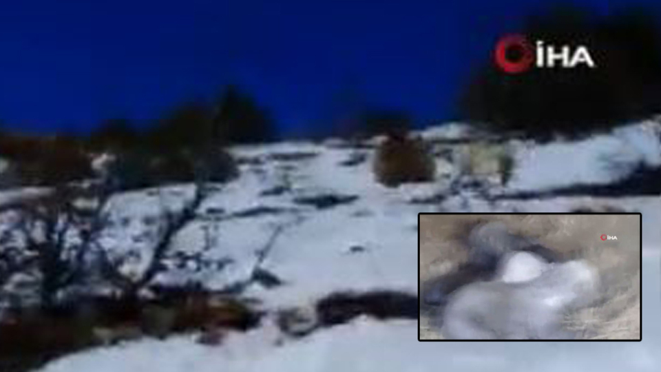 Yeni yavrulayan boz ayının inine taş attılar! Canlarından oluyorlardı!