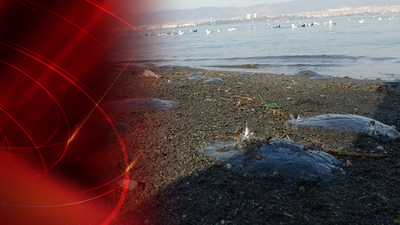 Marmara Denizi'ndeki denizanası ölümleriyle ilgili önemli açıklama!