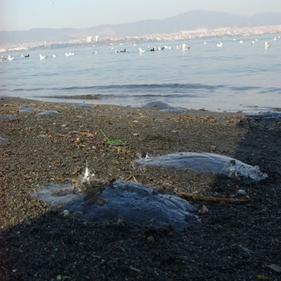 Marmara Denizi'ndeki denizanası ölümleriyle ilgili önemli açıklama!