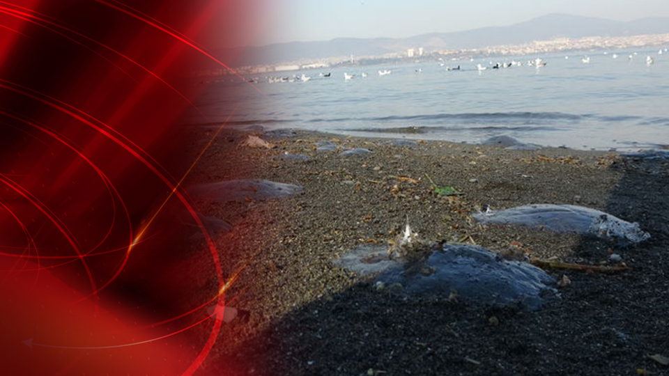 Marmara Denizi'ndeki denizanası ölümleriyle ilgili önemli açıklama!