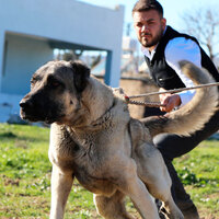 Kangal köpeklerine Güneydoğulu rakip geliyor!