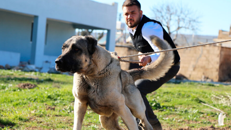 Kangal köpeklerine Güneydoğulu rakip geliyor!