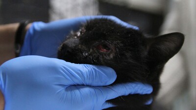 Vahşet! Göz kapakları yakılmış kedi bulundu