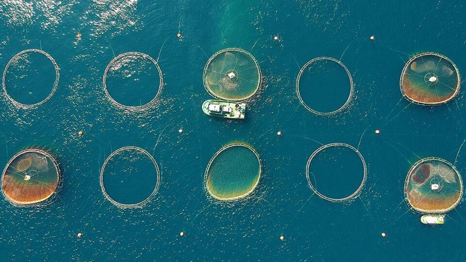 Su ürünleri yetiştiricilerine iyi tarım desteği