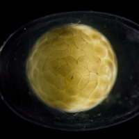 Yumurtanın içerisinde anbean görüntülendi!