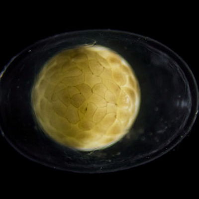 Yumurtanın içerisinde anbean görüntülendi!