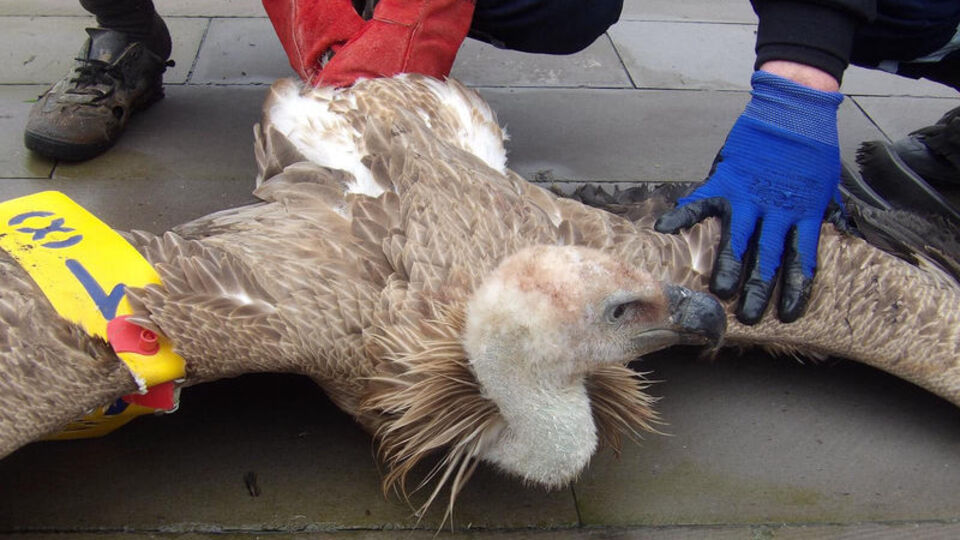 Çobanlar buldu! Nereden geldiği böyle tespit edildi