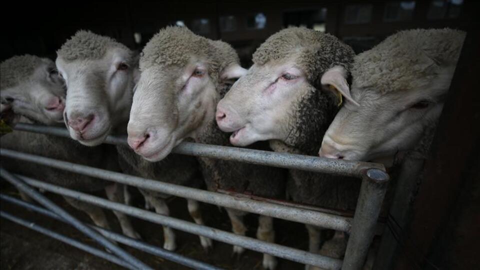 Küçükbaş hayvan sayısı desteklerle arttı