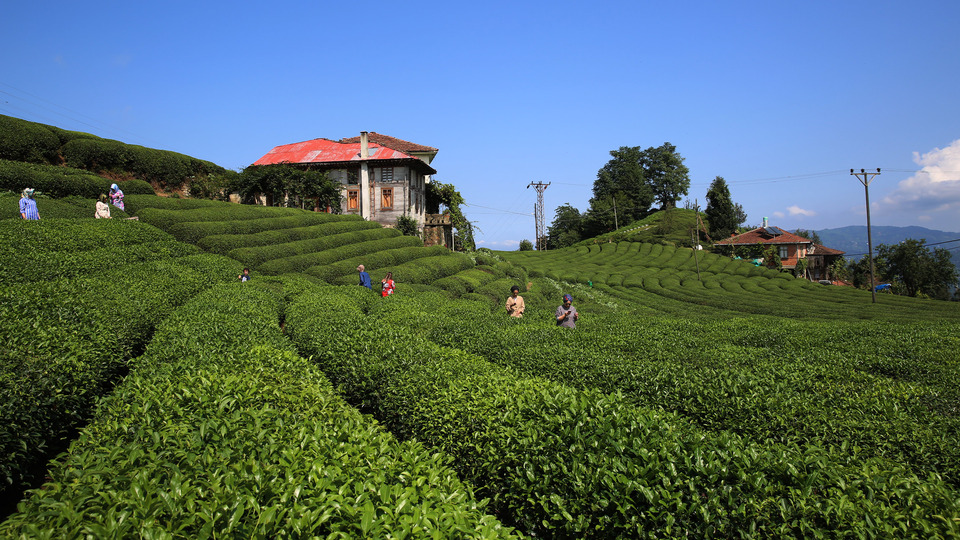 Çay ihracatının lideri "Rize"