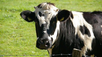 Uygun aday aranıyor: Bu da ineklerin Tinder'ı!