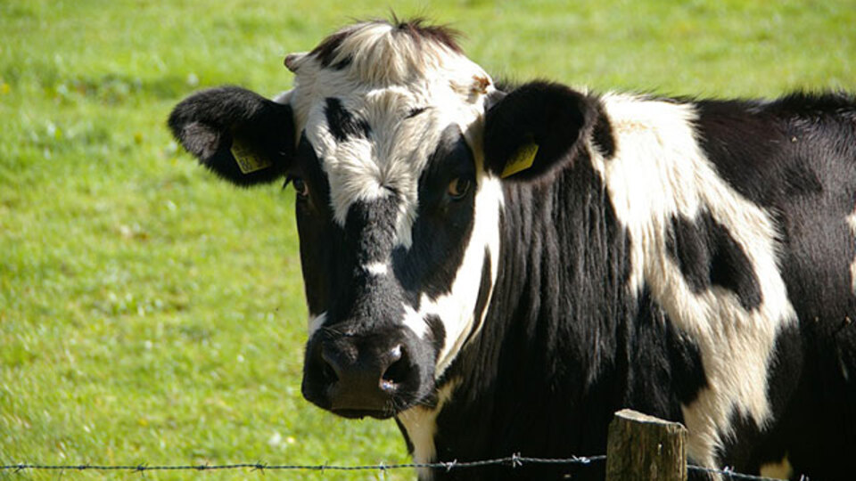 Uygun aday aranıyor: Bu da ineklerin Tinder'ı!