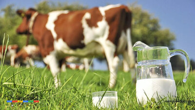 Toplanan inek sütü Aralık'ta azaldı
