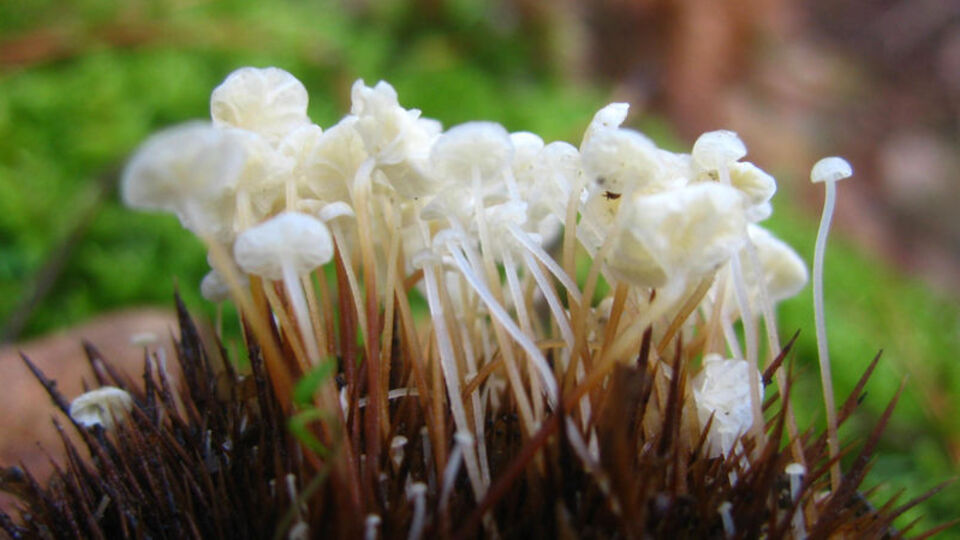 Süper gıdaların yeni üyesi: Mantarlar