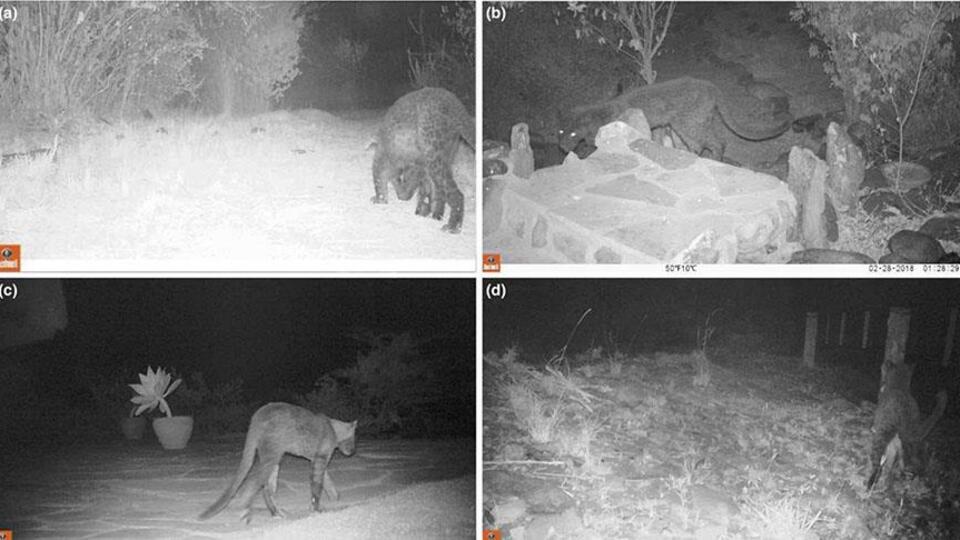 100 yıl sonra ilk kez görüntülendi