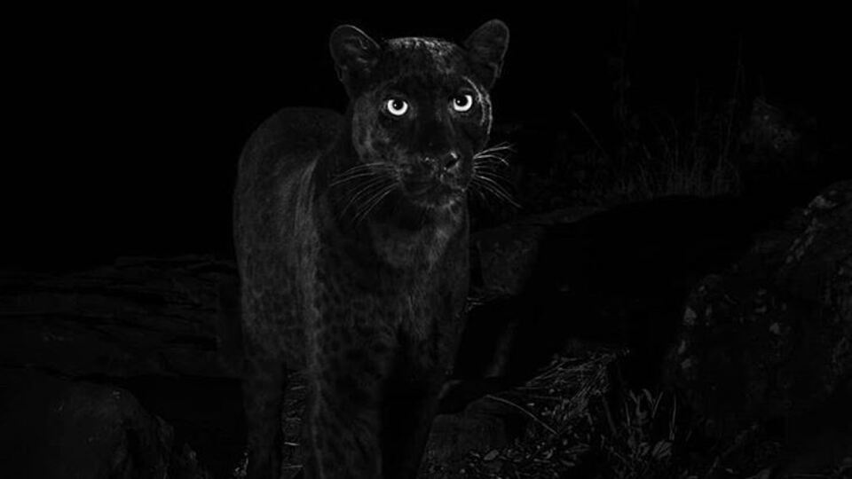 110 yıl sonra ilk kez görüntülendi!