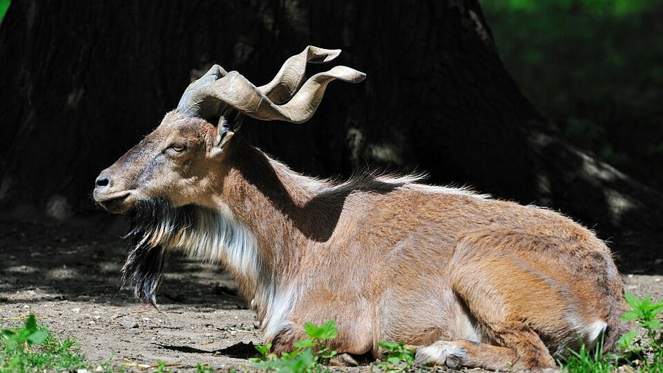 Pakistan'da 110 bin dolara aldığı izinle nadir görülen dağ keçisini öldüren Amerikalı avcıya öfke