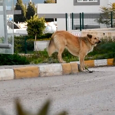 Dolmuş durağına bırakıp gittiler! Bir yıldır aynı yerde bekliyor