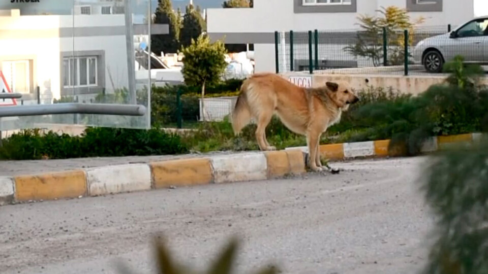 Dolmuş durağına bırakıp gittiler! Bir yıldır aynı yerde bekliyor